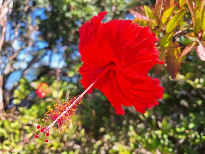 Sure, the flower is red. But it's not THIS RED, SAMSUNG.