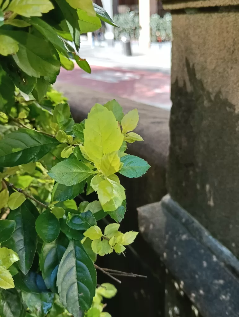 Oppo A80 Sample Photo (Photo: Alex Kidman)