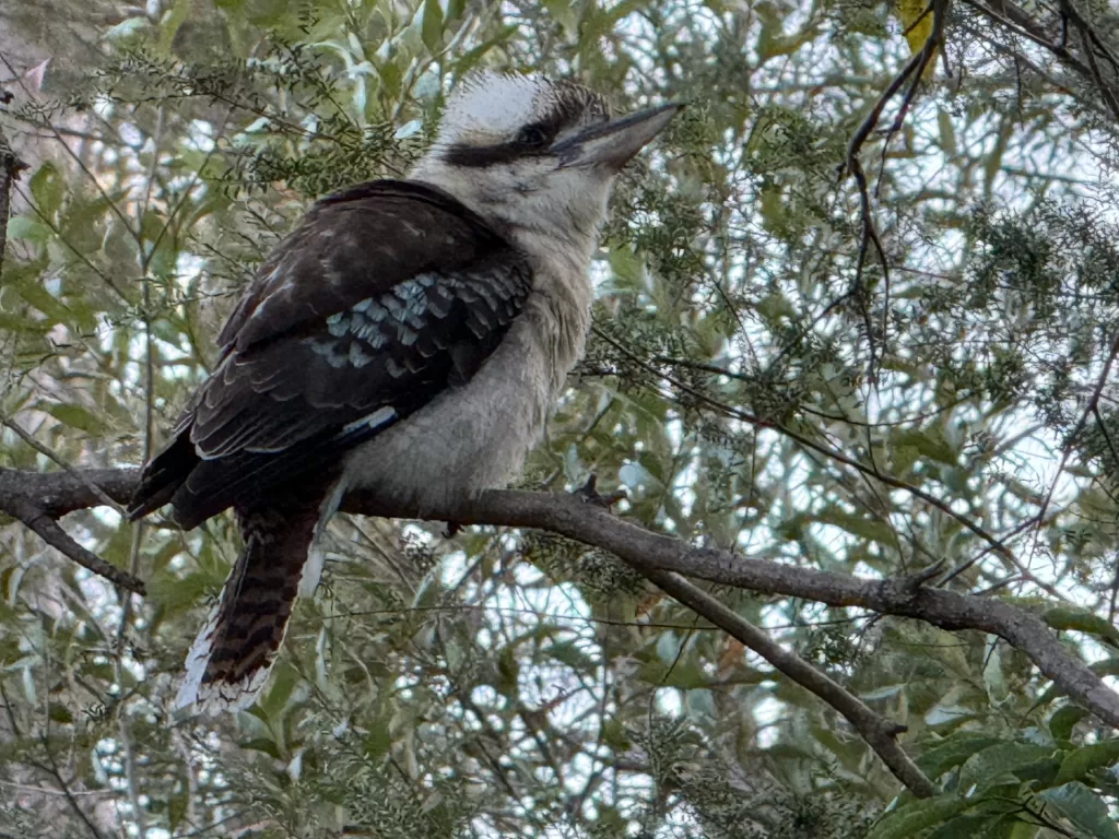 Kookaburra. Sitting in the old gum tree. Hey, that's catchy! (Photo: Alex Kidman)